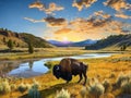 Where the Buffalo Roam Royalty Free Stock Photo