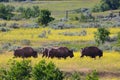 Where the Buffalo Roam Royalty Free Stock Photo