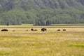 Where the buffalo roam Royalty Free Stock Photo