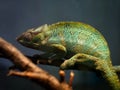 Where is the chameleon Royalty Free Stock Photo