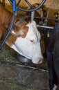 Milk production, inside the farm where the cows are milked