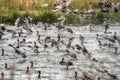 Where`s Waldo - A whole flock of mergansers lift off from a small lake