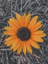 Where sunflower blooms,so does hope