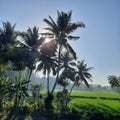 Where there are rice fields, there are coconut trees