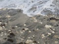 Where the water meets the sand, foam, shells, coral and algae close up