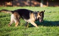 Wheres that bone that I buried. an adorable german shepherd exploring a garden.