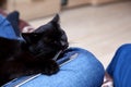 Black cat loves to eat with a knife and fork because he feels that he has become a member of this family for good. Royalty Free Stock Photo