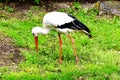 Whether the stork finds a frog ?