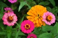 Several types of zinnias glow in the summer garden