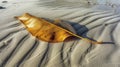 Whethered leaf on the sand of the beach in the morning Royalty Free Stock Photo