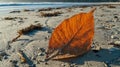 Whethered leaf on the sand of the beach in the morning Royalty Free Stock Photo