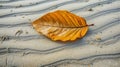 Whethered leaf on the sand of the beach in the morning Royalty Free Stock Photo