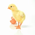 Which came first, the chicken or the egg. Studio shot of a fluffy chick standing next to an open eggshell. Royalty Free Stock Photo