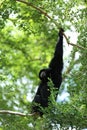 Endangered species Siamang or Symphalangus syndactylus There is a gray-pink bag on the neck. Royalty Free Stock Photo