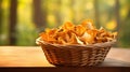 Whicker basket of chanterelle mushrooms on wooden table on blurred forest background with copy space Royalty Free Stock Photo