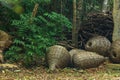 Whicker baskets in the jungle Royalty Free Stock Photo