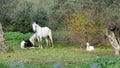 Whie horse standing over piebald resting in meadow Royalty Free Stock Photo