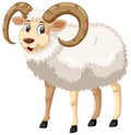 A whie male horn sheep on white background