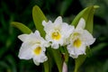 Whie orchid flower Royalty Free Stock Photo