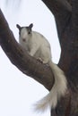 White squirrel on tree branch Royalty Free Stock Photo