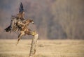 Whie-tailed eagle landing Royalty Free Stock Photo
