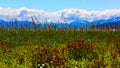 Whild flowers in Glacier Bay National Park, Alaska Royalty Free Stock Photo