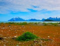 Whild flowers in Glacier Bay National Park, Alaska Royalty Free Stock Photo