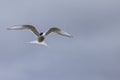 Whilst their mates incubate their eggs, these Arctic Terns head Royalty Free Stock Photo