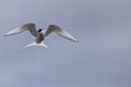 Whilst their mates incubate their eggs, these Arctic Terns head Royalty Free Stock Photo