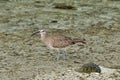 Whimbrel Royalty Free Stock Photo