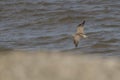 Whimbrel adult in flight above sea