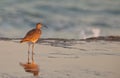 Whimbrel at beach Royalty Free Stock Photo