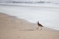 Whimbrel on the Beach Royalty Free Stock Photo