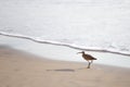 Whimbrel on the Beach Royalty Free Stock Photo