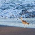 Whimbrel bird walking in the sea Royalty Free Stock Photo