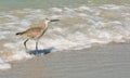 Whimbrel-Bird Royalty Free Stock Photo