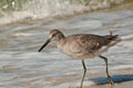 Whimbrel bird walking in surf of tropical beach Royalty Free Stock Photo