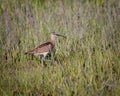 A whimbrel bird walks through the tall marsh grass in Carolina Beach State Park Royalty Free Stock Photo