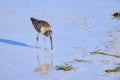 Whimbrel Eating Shellfish