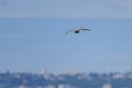 A Whimbrel in flight on a sunny day