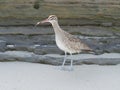 Whimbrel with a long beak on the dark rocks at La Jolla