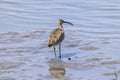 Whimbrel looking for feeds in the beach. Royalty Free Stock Photo