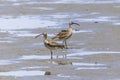Whimbrel looking for feeds in the beach. Royalty Free Stock Photo