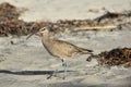 Whimbrel (Numenius phaeopus) Royalty Free Stock Photo