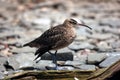 Whimbrel (Numenius Phaeopus) Royalty Free Stock Photo