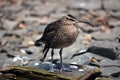 Whimbrel (Numenius Phaeopus)