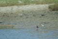 Whimbrel Numenius phaeopus catching a fiddler crab Afruca tangeri.