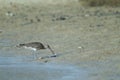 Whimbrel Numenius phaeopus eating a fiddler crab Afruca tangeri.