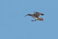 A Whimbrel, Numenius phaeopus, in flight.