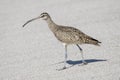 A Whimbrel Numenius phaeopus Hunts Along a Sandy White Beach in Mexico Royalty Free Stock Photo